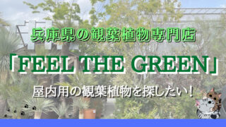 屋内用の観葉植物を探したい！兵庫県の観葉植物専門店「FEEL THE GREEN」