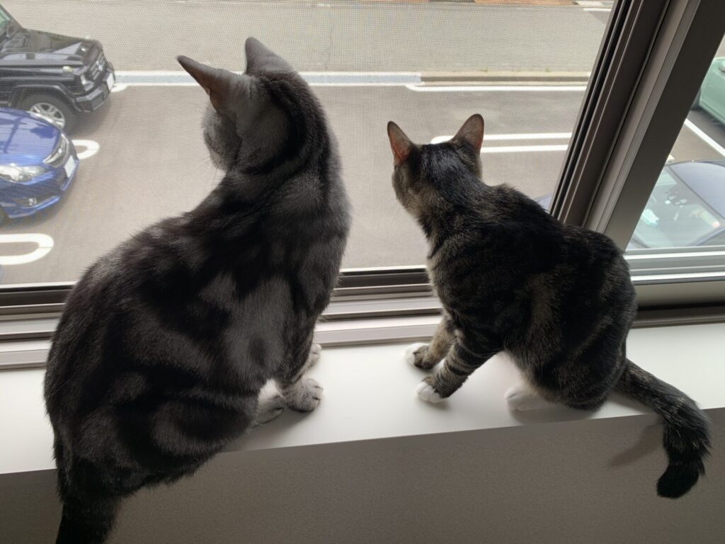 窓の外を見る猫2
