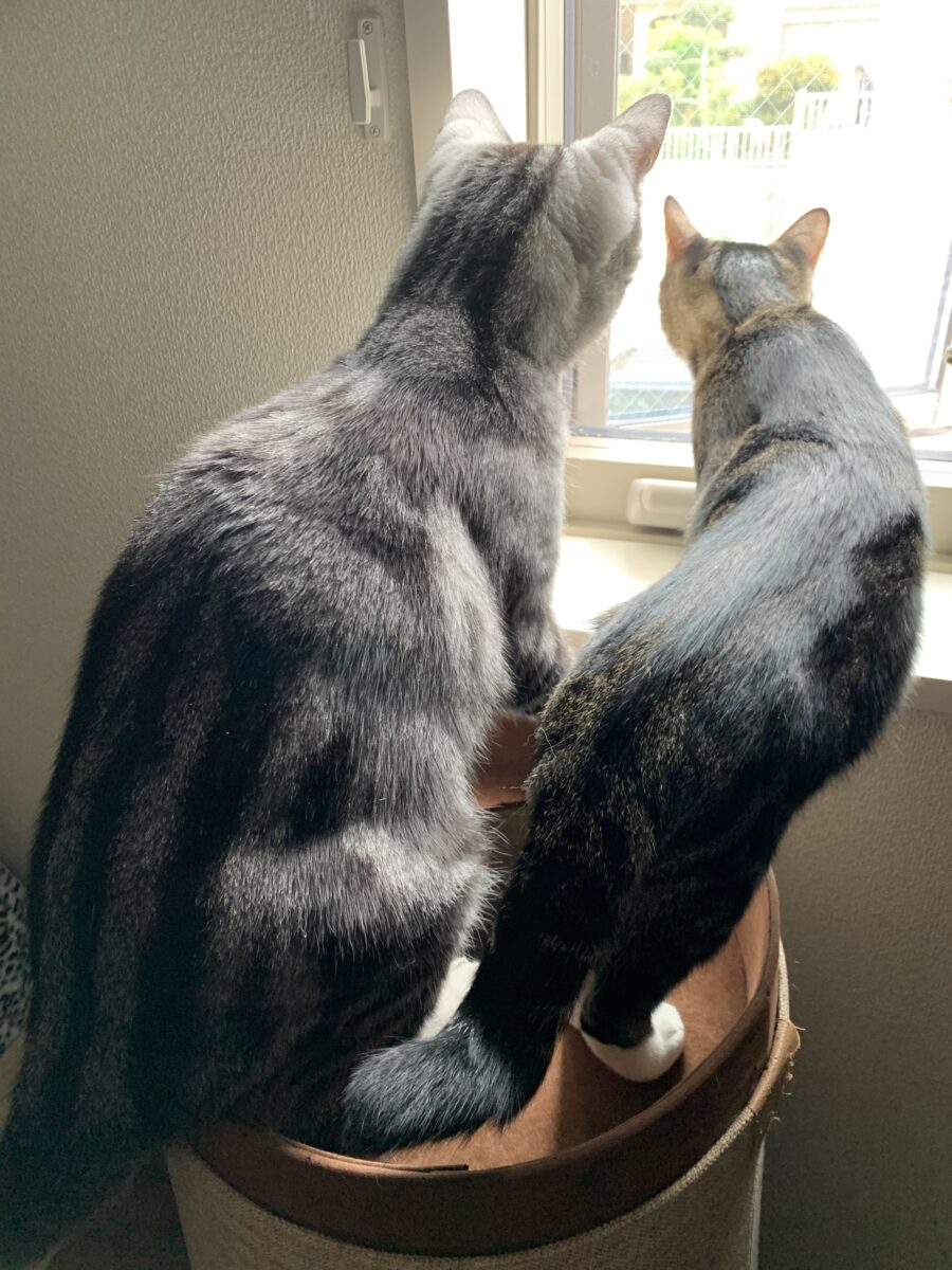 窓の外を見る猫1