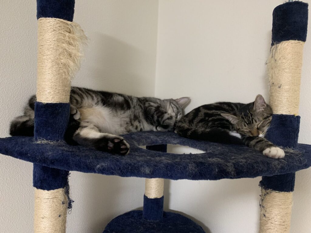キャットタワーで寝る猫達